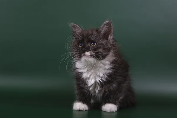 Piccolo gattino siberiano su sfondo verde smeraldo — Foto Stock