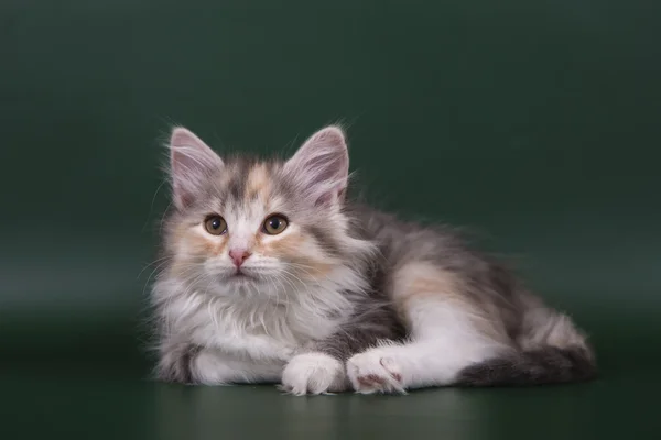 Kleine Siberische kitten op een groene smaragd achtergrond — Stockfoto