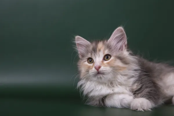 Невеликий Сибірський кошеня на зеленому тлі смарагдового — стокове фото