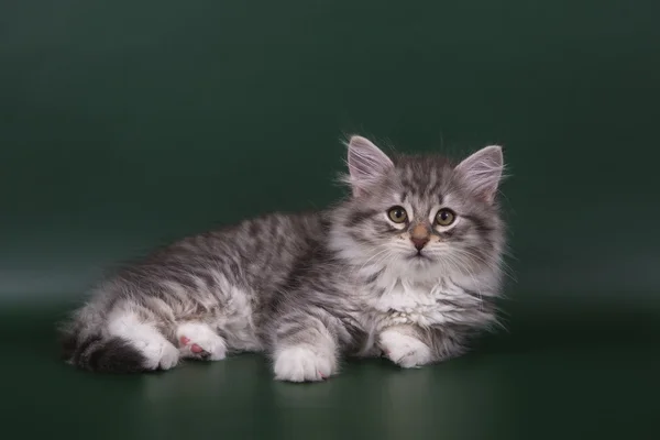 Piccolo gattino siberiano su sfondo verde smeraldo — Foto Stock