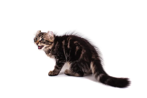 Pequeño gatito rizo tabby en soporte de fondo blanco — Foto de Stock