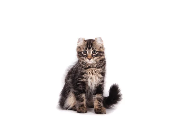 Маленький кудрявый котенок табби на белом фоне — стоковое фото