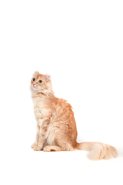 Curl gato vermelho no fundo branco sentado — Fotografia de Stock