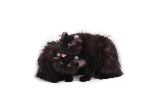 Dvě malé zvlnění kotě černé na bílém pozadí sedí — Stock fotografie