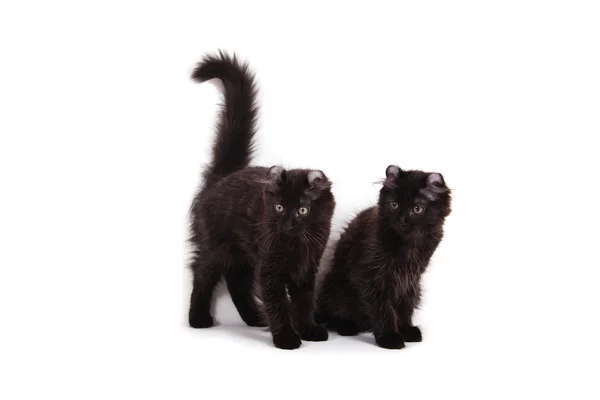 Dvě malé zvlnění kotě černé na bílém pozadí sedí Stock Fotografie