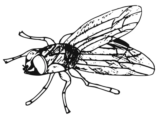 La mosca — Vettoriale Stock