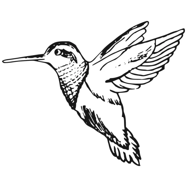 Colibrí — Vector de stock