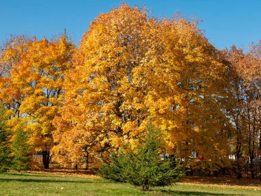 Altın sonbahar. Mavi gökyüzüne karşı parlak sarı ağaçlar. Müze rezervi Kolomenskoye, Moskova, Rusya.