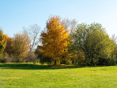 Sonbahar günü. Mavi gökyüzüne karşı yeşil çimenler ve parlak ağaçlar. Müze rezervi Kolomenskoye, Moskova, Rusya.