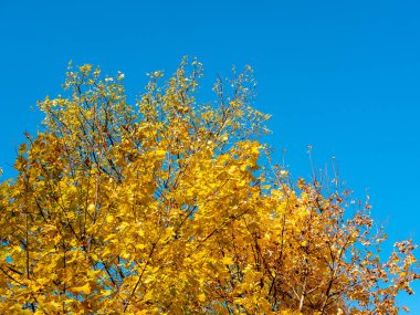 Altın sonbahar. Mavi gökyüzüne karşı sarı yapraklı akçaağaç dalları. Kolomenskoye Müze-Rezervi, Moskova, Rusya.