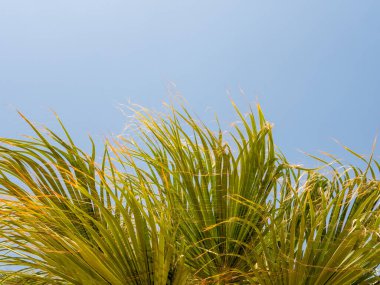 Güneşli bir günde mavi gökyüzüne karşı parlak, sulu, yeşil yaprakları olan palmiye ağacı. Boşluğu kopyala.