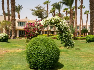 Hurghada, Mısır - 22 Eylül 2021: Evleri, yüksek palmiyeleri, yeşil yuvarlak çalıları ve parlak çiçekleri olan otelin güzel manzarası. Yakın plan..