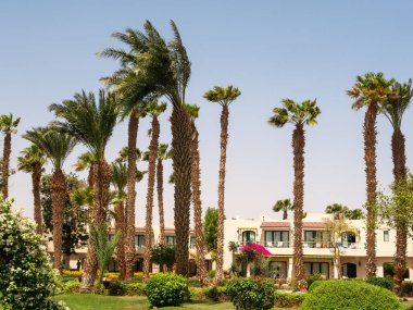 Hurghada, Mısır - 22 Eylül 2021: Evleri, yüksek palmiyeleri ve parlak çiçekleri olan güzel otel manzarası.