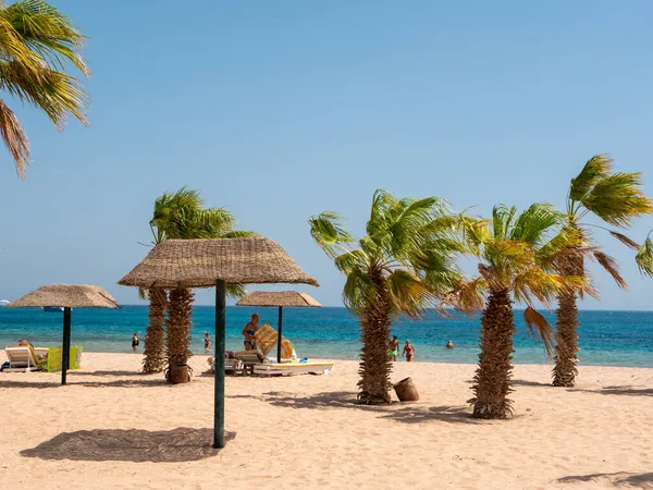 Hurghada, Mısır - 22 Eylül 2021: İnsanlar yeşil palmiye ağaçları arasında güneşlenip güneşleniyor. İnsanlar gök mavisi kızıl denizde yüzer. Boşluğu kopyala.