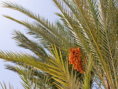 Hurma ağaçlarının tomurcukları sarkmış, her birinin meyveleri sarkmış..
