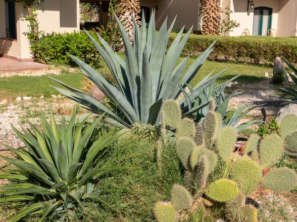 Aloe Cactos Crescem Lado Lado Gramado Dia Ensolarado Grupo Plantas — Fotografia de Stock