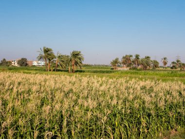 Luxor 'da mavi gökyüzüne karşı büyüyen palmiye ağaçları olan yeşil bir tarla manzarası. Boşluğu kopyala.