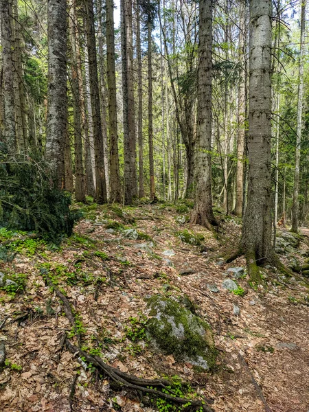 Bela Vista Floresta Com Árvores Altas Caminho Profundo Vertical — Fotografia de Stock