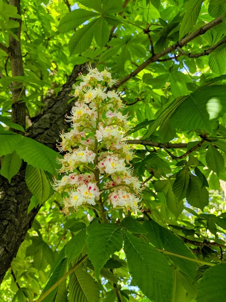 Beautiful Flowering Chestnut White Flowers Background Green Leaves Close Vertical — Stock Photo, Image