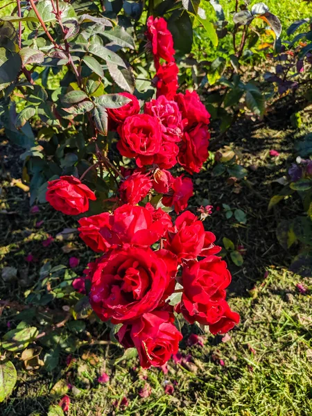 Primo Piano Rose Rosse Sul Prato Nel Parco Concetto Natura — Foto Stock