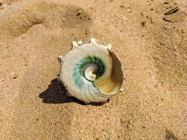 Große Muschel Liegt Einem Strand Mit Gelbem Sand Einem Sonnigen — Stockfoto