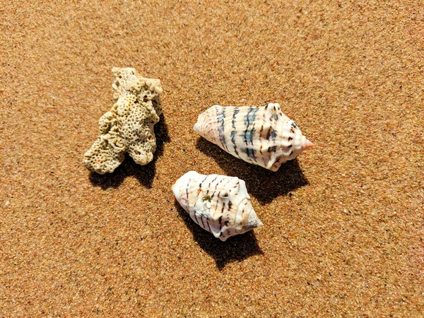 Korallen Und Zwei Muscheln Liegen Auf Grobgelbem Sand Nahaufnahme Selektiver — Stockfoto