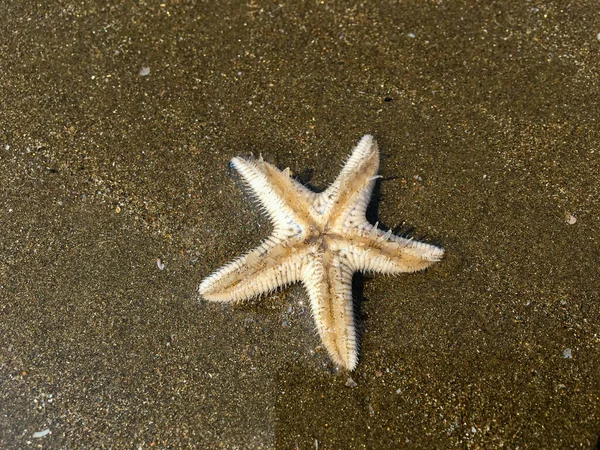 Weiße Seesterne Liegen Dunklen Strand Des Indischen Ozeans — Stockfoto