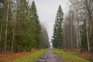 Yalnız bir adam, bir sonbahar parkında sarı yapraklı su birikintileriyle çok uzun düz bir yol izler.