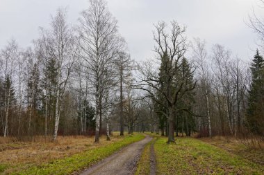 Sonbahar parkında çıplak ağaçlar ve gri gökyüzü olan çok güzel bir manzara geçidi.