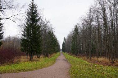 Yalnız bir adam, bir sonbahar parkında sarı yapraklı su birikintileriyle çok uzun düz bir yol izler.
