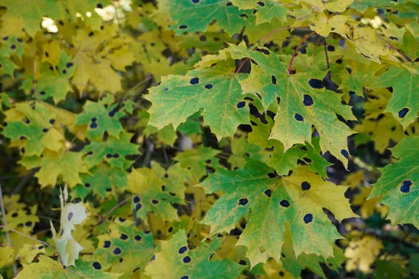 Maple Tree Tar Spot autunno foglie gialle acero punti neri Rhytisma acerinum — Foto Stock