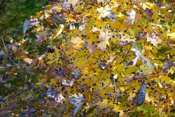Lönn Tjära Spotta höst gula blad lönn träd svarta prickar Rhytisma acerinum — Stockfoto