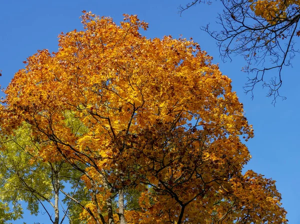 Κίτρινα φύλλα στο δέντρο του φθινοπώρου. Καθαρός μπλε ουρανός στο βάθος. Προβολή κάτω. — Φωτογραφία Αρχείου
