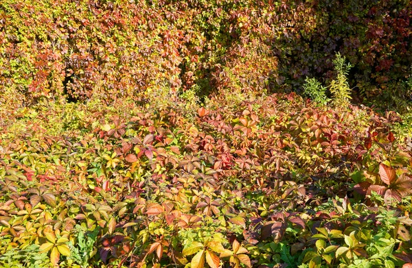 Αναρρίχηση φύλλα κισσού το φθινόπωρο κίτρινο-κόκκινο — Φωτογραφία Αρχείου