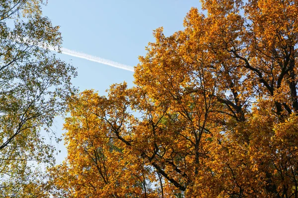 Κίτρινα φύλλα στο δέντρο του φθινοπώρου. Καθαρός μπλε ουρανός στο βάθος. Προβολή κάτω. — Φωτογραφία Αρχείου