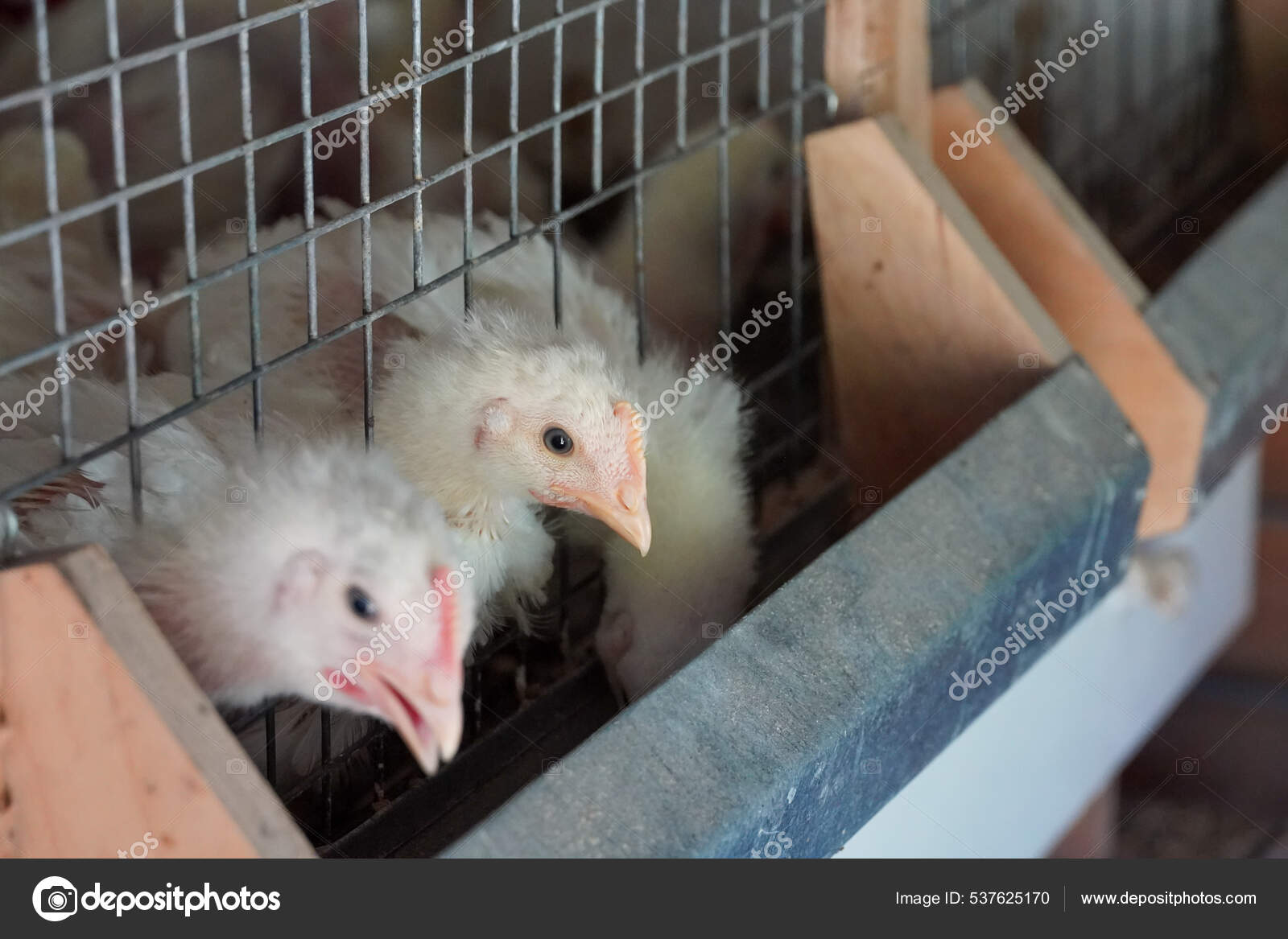 Little Chickens eating behind bars animal prison farm chicken coop