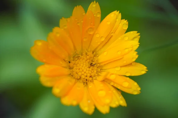Calendula gelb orange Blüte nach Regen. Nahaufnahme Makro Nahaufnahme — Stockfoto