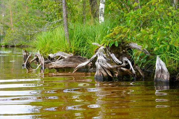 La orilla de un lago forestal con agua clara y arena. Raíces de árboles y arbustos. Imagen de stock