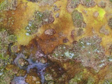 Sonbahar bataklığı, aynalı su ile bir orman gölü yakınında çok renkli. Hava aracı