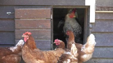 Çiftlikteki tavuk kümesinde bir sürü tavuk ve horoz var. Giriş kapısı.