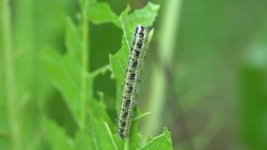 lahana kelebeği tırtılı yeşil yaprak bitkisi yiyor. Pieris sutyen. makro