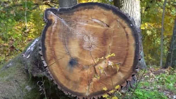 Κορμός πεύκου στο φθινοπωρινό δάσος. Είδα ξύλο κοπρίτη. Πριόνι κομμένο από ένα μεγάλο πεύκο. — Αρχείο Βίντεο