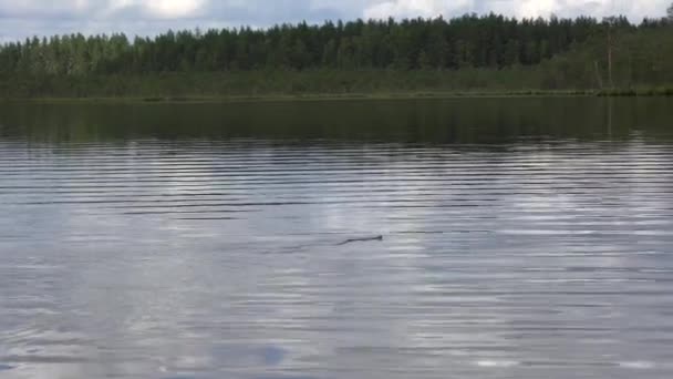 Ular berenang di danau hutan di musim panas. Rumput ular atau ular berbisa — Stok Video