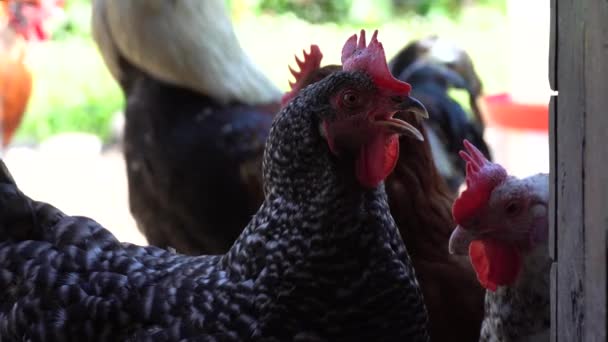 Angry cock rooster chicken coop henhouse roost hencoop. Close up head — Vídeo de Stock