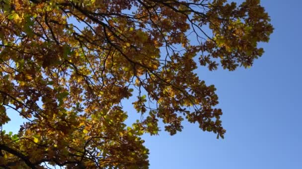 ใบสีเหลืองบนต้นไม้ฤดูใบไม้ร่วง ท้องฟ้าสีฟ้าใสในพื้นหลัง มุมมองด้านบน . — วีดีโอสต็อก
