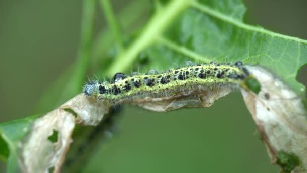 Cabbage butterfly caterpillar eating green leaf plant. Pieris brassicae. macro — Video Stock