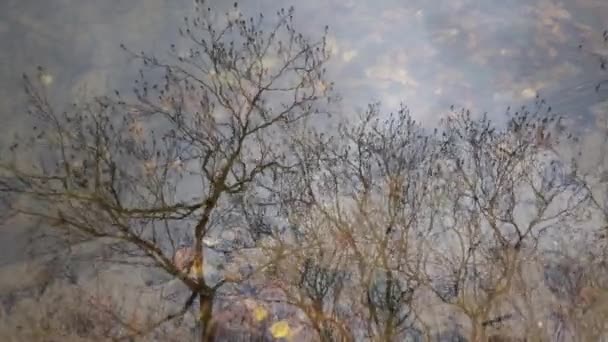 Reflejo de ramas de árboles sin hojas en el agua. Otoño. Agua clara. — Vídeos de Stock