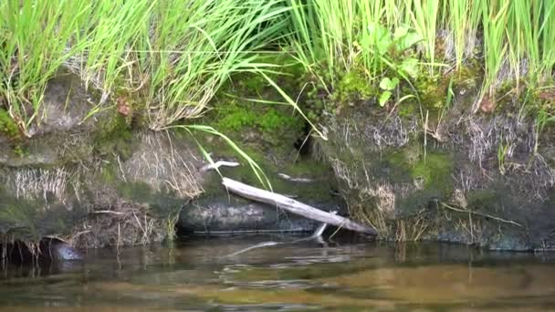 A snake or viper climbs the shore of a forest lake. Plant roots and clear water — ストック動画