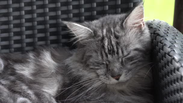 メインコーングレーの猫は外の椅子で寝ています。目を閉じて. — ストック動画