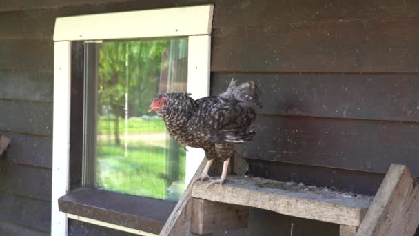 Variegated chickens hens in coop henhouse on the henroost roost. outside window — Vídeo de Stock